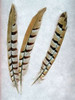 Feather - 1 Poster Print by Alan Blaustein - Item # VARPDXABSLF110D