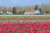 Red Tulip Farm Poster Print by Dana Styber - Item # VARPDXPSSTY205