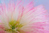 Mimosa Tree Blossom III Poster Print by Kathy Mahan - Item # VARPDXPSMHN576