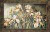Field of Irises Poster Print by Linda Thompson - Item # VARPDX2789
