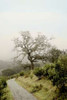 Oak Tree - 45 Poster Print by Alan Blaustein - Item # VARPDXABSFH64A