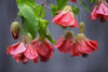 Chinese Lantern I Poster Print by Rita Crane - Item # VARPDXPSCRN518