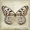 Butterflies Script III Poster Print by Amy Melious - Item # VARPDXMEL418