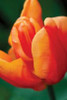 Emperor Tulip II Poster Print by Dana Styber - Item # VARPDXPSSTY185