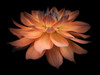Dahlia Flower Poster Print by  Assaf Frank - Item # VARPDXAF20090807009C02