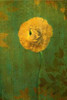 Yellow Renunculus Poster Print by Vitaly Geyman - Item # VARPDXPSVIT101