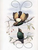 Golden-Winged Bird of Paradise Poster Print by  John Glover - Item # VARPDX277761