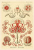 Haeckel Nature Illustrations: Anthomedusae Poster Print by  Ernst Haeckel - Item # VARPDX449707