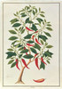 Chile Poster Print by  19th C Anonymous - Item # VARPDXBM09