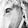 In the Stable I Poster Print by Susan Bryant - Item # VARPDX8806D