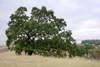 Oak Tree - 107 Poster Print by Alan Blaustein