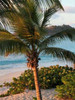 Sunset Palms I Poster Print by Susan Bryant - Item # VARPDX8428