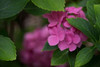 Pink Hydrangeas VI Poster Print by Rita Crane - Item # VARPDXPSCRN527