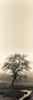 Valley Oak Tree Poster Print by Alan Blaustein
