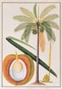 Coconut Palm Poster Print by  19th C Anonymous