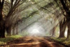 Evergreen Plantation Poster Print by Mike Jones