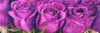 Boccioli in fiore Poster Print by Angelo Masera - Item # VARPDX4AE1320
