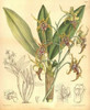 Orchid, Dendrobium Spectabile Poster Print by  William Curtis - Item # VARPDXCO09