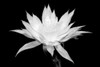 Cereus BW Poster Print by Douglas Taylor - Item # VARPDXPSTLR384