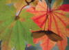 Maple Leaves Perfection I Poster Print by Vitaly Geyman - Item # VARPDXPSVIT289