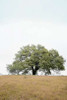Oak Tree - 73 Poster Print by Alan Blaustein - Item # VARPDXABSFH74A