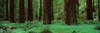 Redwoods Rolph Grove Poster Print by Alain Thomas - Item # VARPDXT470D
