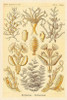 Haeckel Nature Illustrations: Sertulariae Poster Print by  Ernst Haeckel