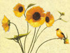 Sunny Flowers IV Poster Print by Shirley Novak - Item # VARPDX9015