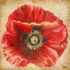 Red Poppy on Gold Poster Print by Patricia Pinto - Item # VARPDX8781A