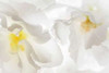 Cherry Blossoms II Poster Print by Kathy Mahan - Item # VARPDXPSMHN210