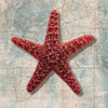 Starfish Poster Print by Ted Broome - Item # VARPDX1BR1928