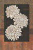 Santorini Dahlias Poster Print by Paul Brent - Item # VARPDXBNT149