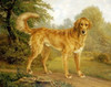 A Golden Retriever On a Path Poster Print by  Niels Aagaard Lytzen - Item # VARPDX266794