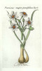 Narcissus Juncifolius Poster Print by  Robert Morison - Item # VARPDXRM18