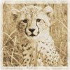 Young Africa Cheetah Poster Print by Susann Parker - Item # VARPDXPSPKR109