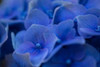 Hydrangea Blues II Poster Print by Rita Crane - Item # VARPDXPSCRN529