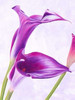 Duet I Poster Print by Luca Villa - Item # VARPDX3LC795