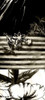 Black and White Leaves I Poster Print by Patricia Pinto - Item # VARPDX7068