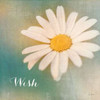 Daisy Wishes Poster Print by Sue Schlabach - Item # VARPDX17806