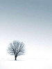 Tree in Winterscape Poster Print by  PhotoINC Studio - Item # VARPDXP949D