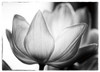 Translucent Tulips VI Poster Print by Debra Van Swearingen - Item # VARPDX17829P