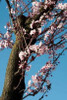 Cherry Blossom III Poster Print by Erin Berzel - Item # VARPDXPSBZL211