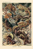 Haeckel Nature Illustrations: Lizards Poster Print by  Ernst Haeckel - Item # VARPDX449720