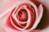 Pink Rose Poster Print by Erin Berzel - Item # VARPDXPSBZL894