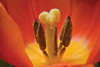 Tulip Up Close I Poster Print by Lee Peterson - Item # VARPDXPSPSN246