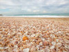 Sea shells on the beach Poster Print by  Assaf Frank - Item # VARPDXAF20151030028