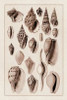 Shells: Trachelipoda #6 Poster Print by  G.B. Sowerby - Item # VARPDX394527
