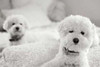 Bichons Poster Print by Karyn Millet - Item # VARPDXPSMLT170