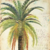 Palms and Scrolls Square II Poster Print by Patricia Pinto - Item # VARPDX7387C