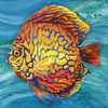 Vibrant Sea Life IV Poster Print by Patricia Pinto - Item # VARPDX9213C